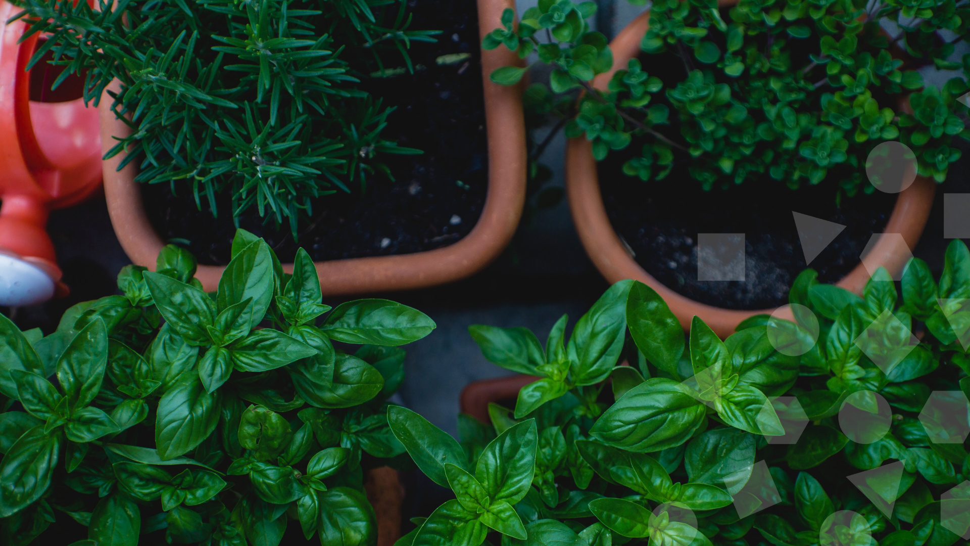 LiveBetter Community Services - Albury